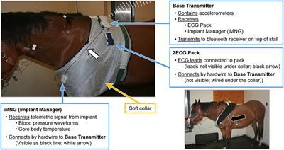 Radio-Telemetric Assessment of Cardiac Variables and Locomotion With Experimentally Induced Hypermagnesemia in Horses Using Chronically Implanted Catheters